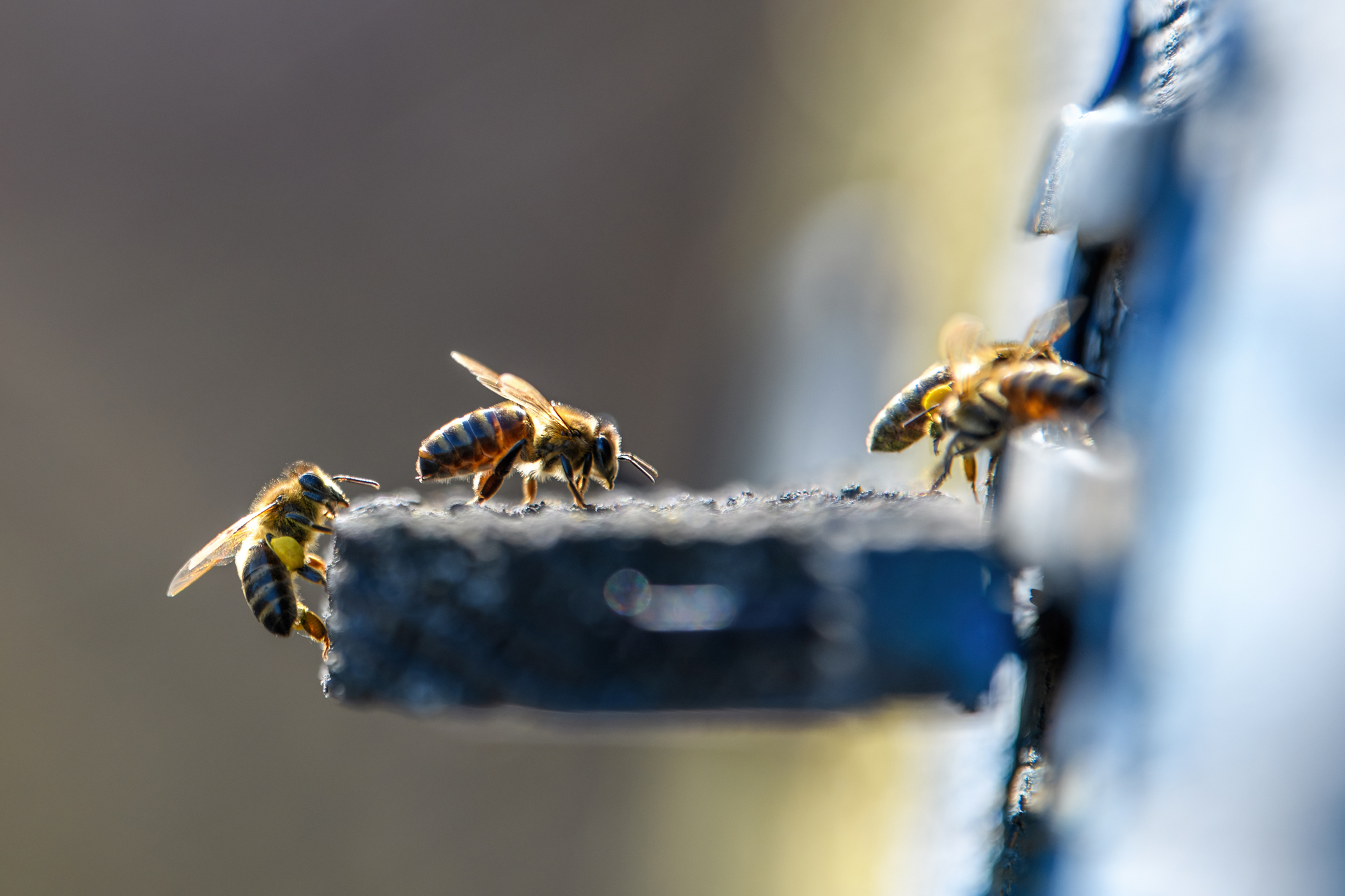 mehiläiset menossa pesään