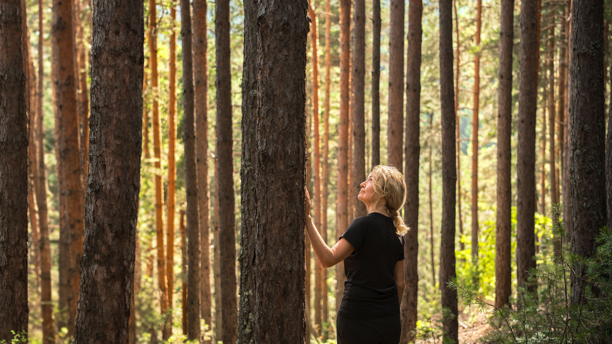 A woman admiring trees in a sunny forest
